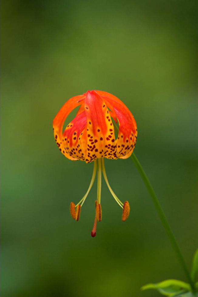 Lilium pardalinium